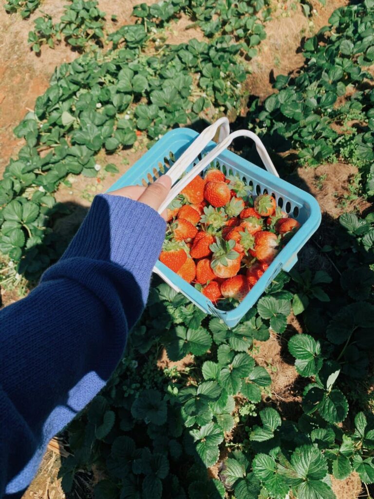 Elegant family picking strawberries with professional chef preparing farm-to-table meal in background 