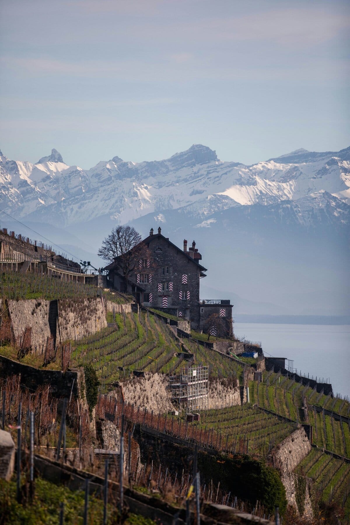 Lavaux Wine Characteristics

Chasselas, Lavaux's signature grape, produces crisp, mineral white wines reflecting terroir characteristics—flinty minerality from rocky soils, slight